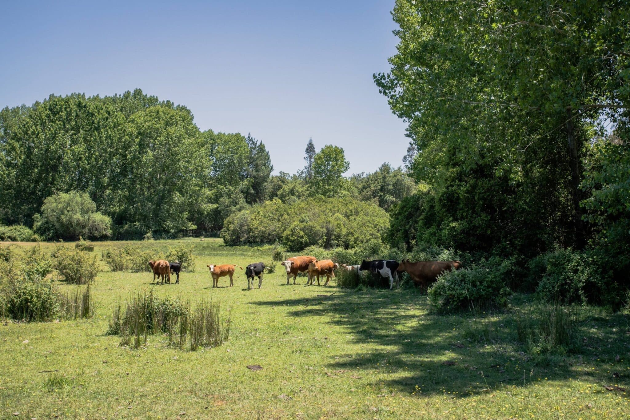 Home 34 comprar terreno en fundo el rosario